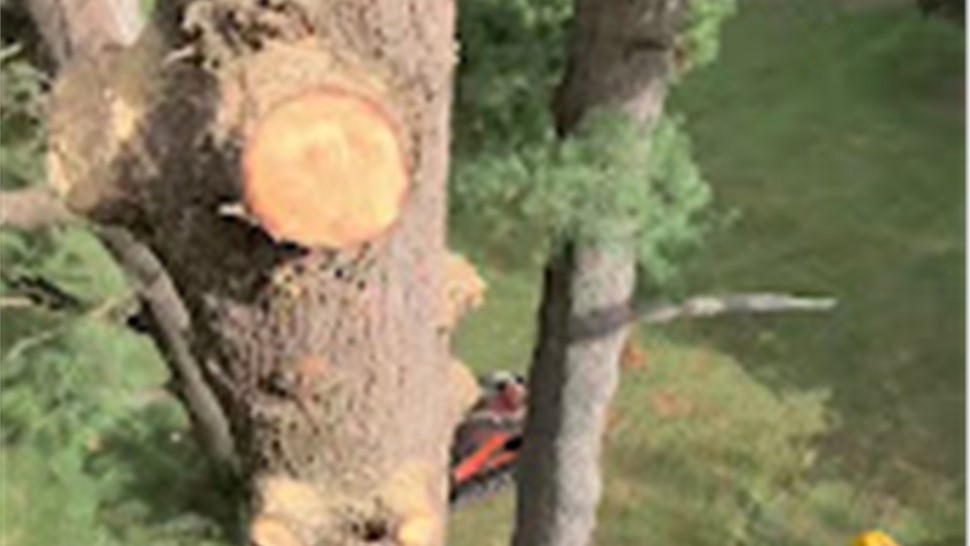 Tree Removal Project in Holland, Michigan by Sticks Tree & Trimmings