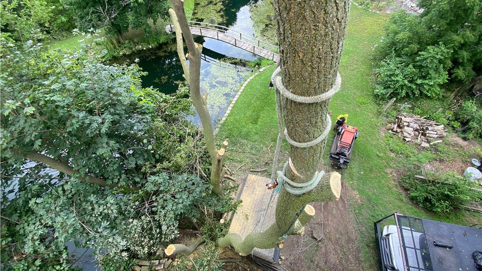 Tree Removal, Tree Trimming Project in Zeeland, Michigan by Sticks Tree & Trimmings