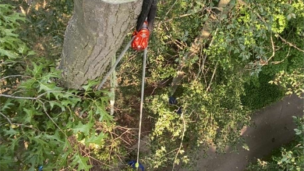 Tree Removal, Tree Trimming Project in Holland, Michigan by Sticks Tree & Trimmings