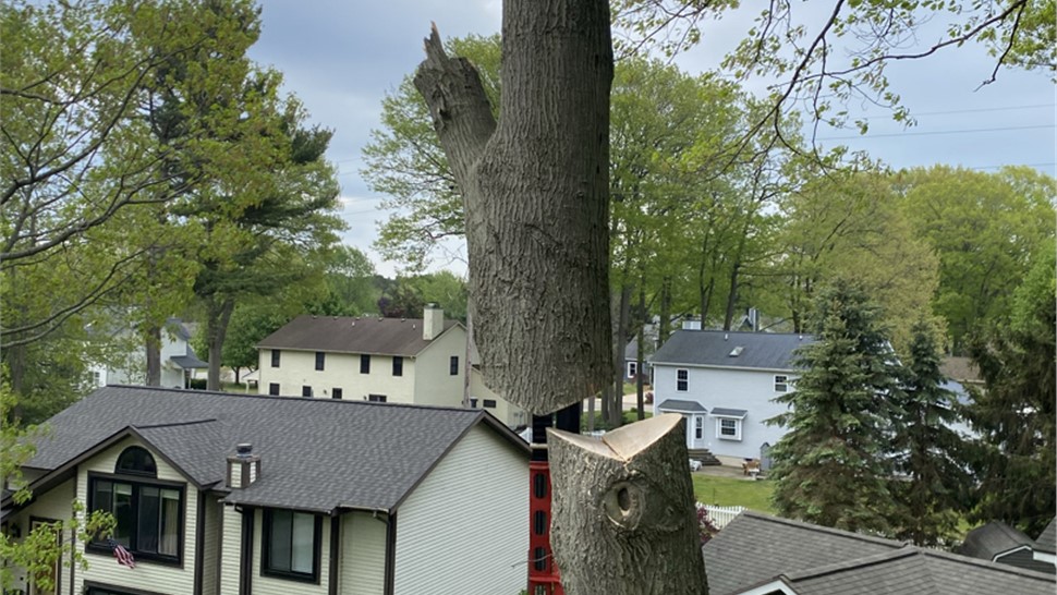 Tree Removal Project in Holland, Michigan by Sticks Tree & Trimmings