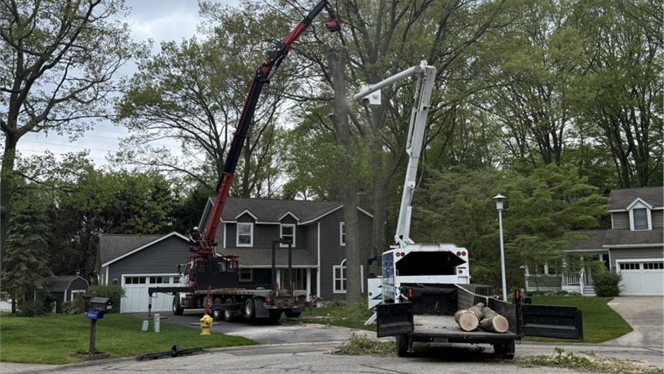 Tree Removal Project in Holland, Michigan by Sticks Tree & Trimmings