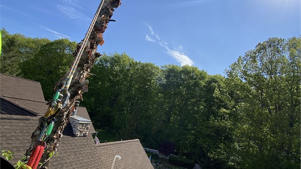 Tree Removal Project in Holland, Michigan by Sticks Tree & Trimmings