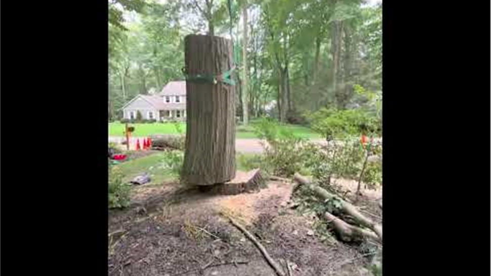 Tree Removal Project in Holland, Michigan by Sticks Tree & Trimmings