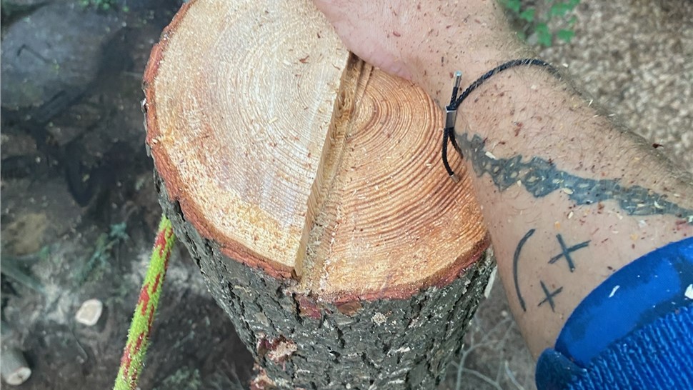 Stump Grinding, Tree Removal, Tree Trimming Project in Grand Haven, MI by Sticks Tree & Trimmings