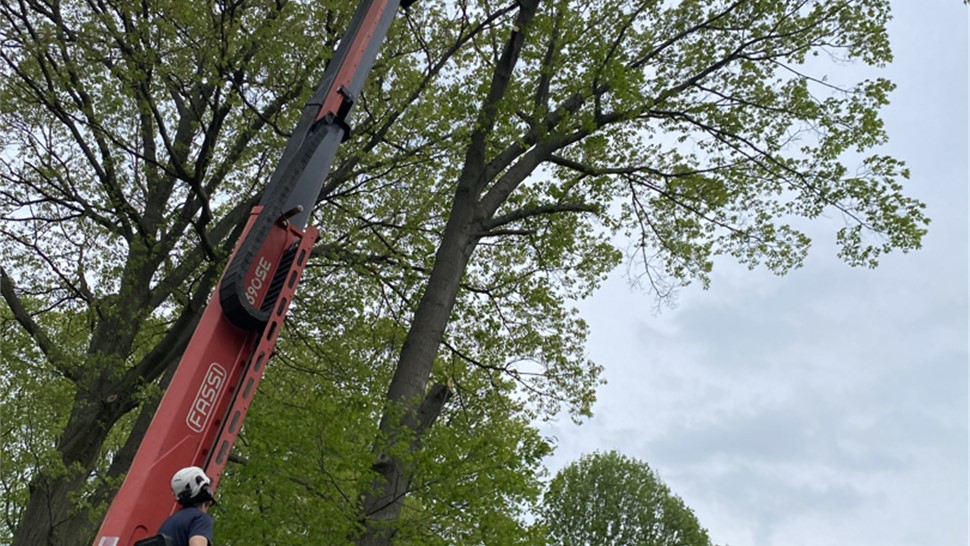 Tree Removal Project in Holland, Michigan by Sticks Tree & Trimmings