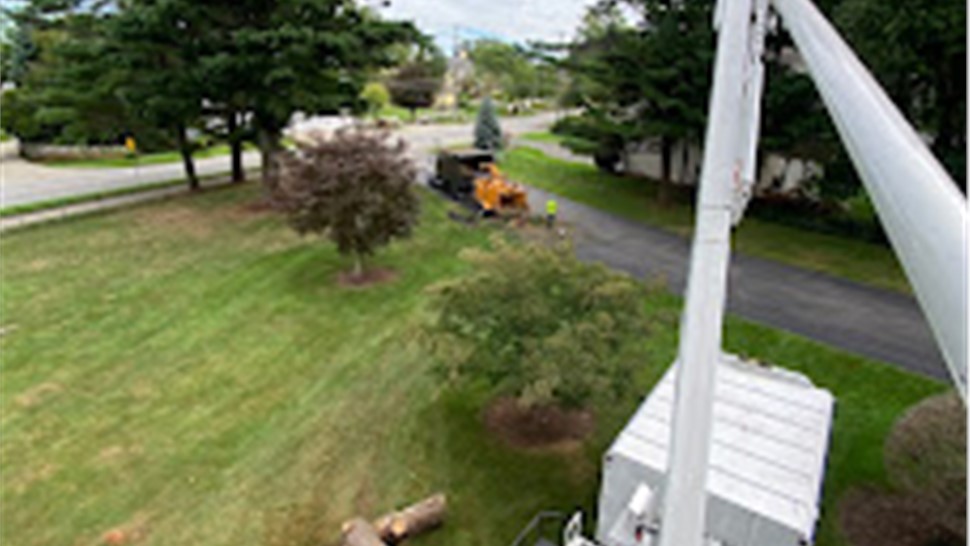 Tree Removal Project in Holland, Michigan by Sticks Tree & Trimmings
