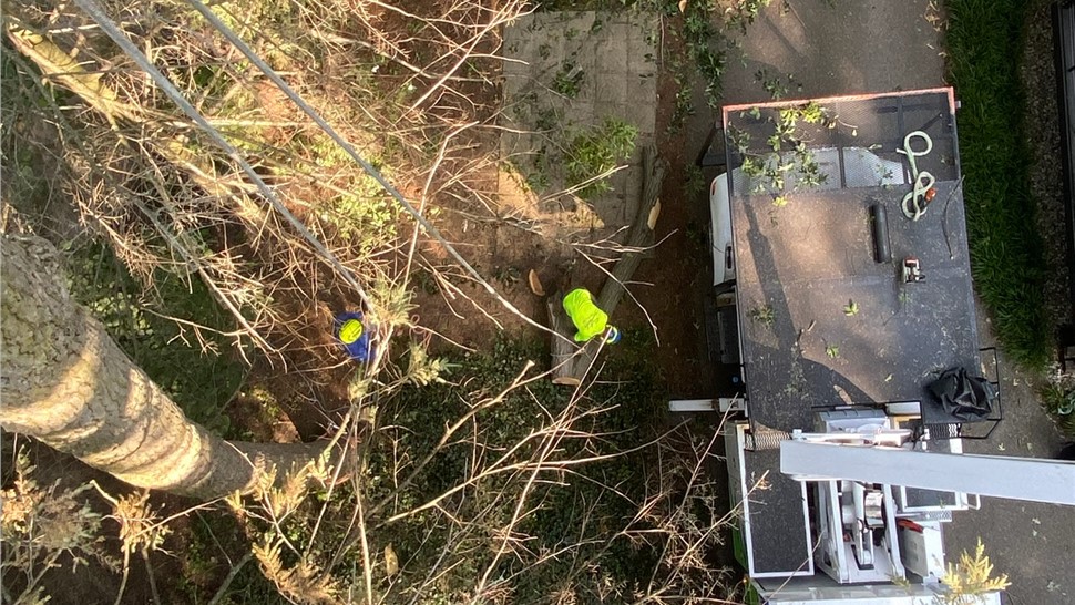Tree Removal, Tree Trimming Project in Holland, Michigan by Sticks Tree & Trimmings