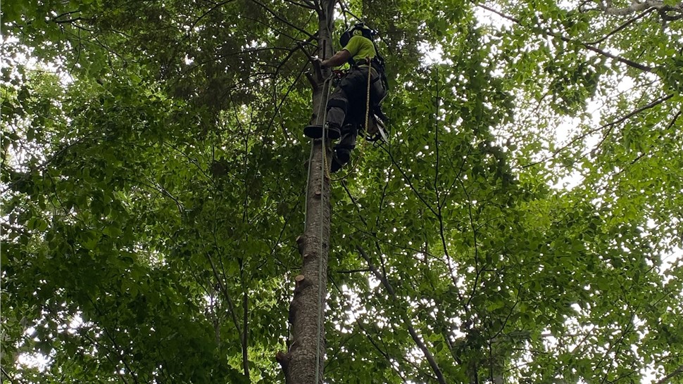 Tree Trimming Project in Holland, Michigan by Sticks Tree & Trimmings