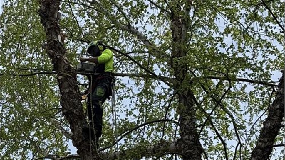 Tree Removal Project in Holland, Michigan by Sticks Tree & Trimmings