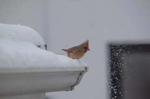 Protecting Your Gutters Through Every Season