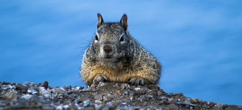 A squirrel 