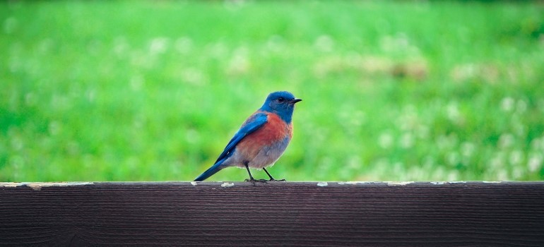 Bird on a fence in Hayward 