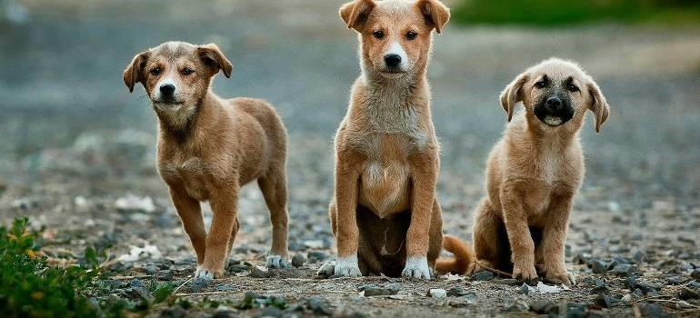 Three playful dogs enjoying life while living in San Francisco