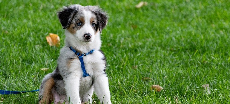 A puppy sitting on a grassy lawn