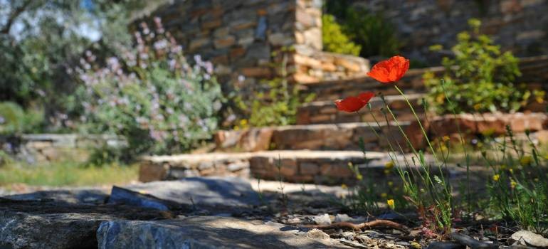 Stone steps with flowers in a garden pathway