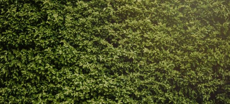 Thick green hedge used for privacy and security