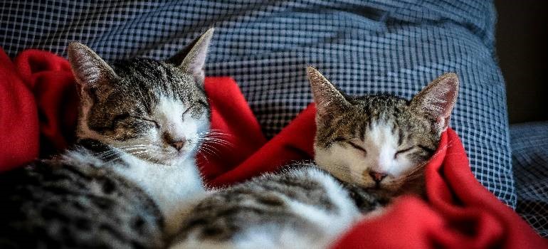 Two cats resting