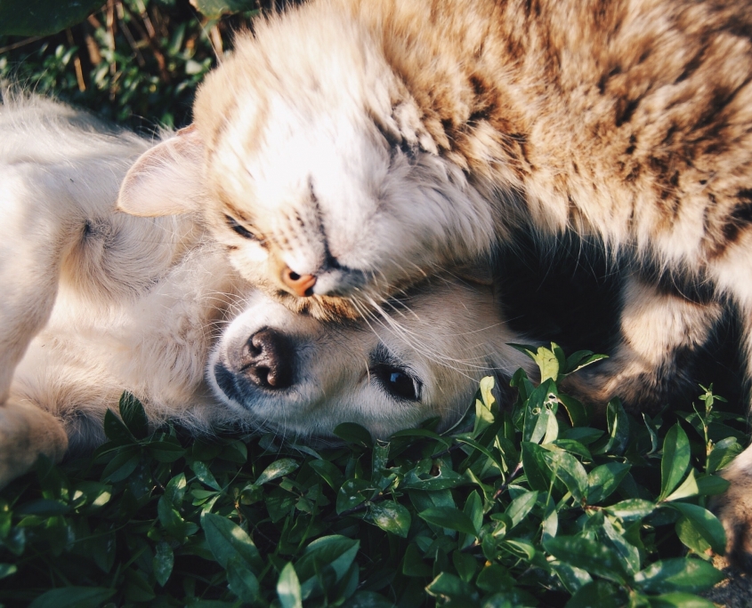 Puppy and cat playing on lawn