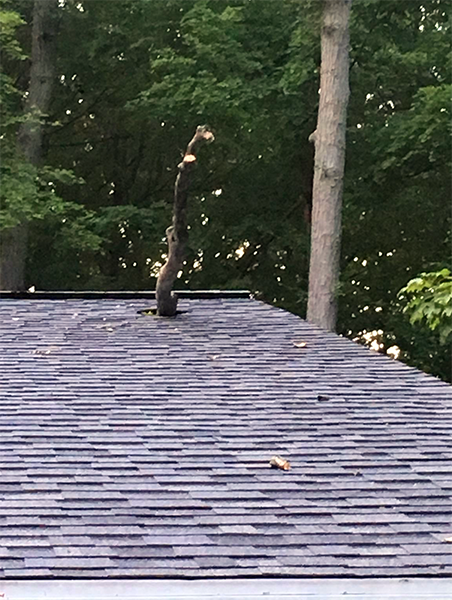 Tree branch through roof