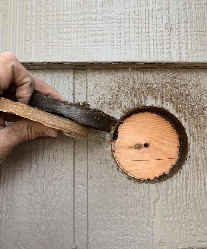 Core test cut through two layers of old siding, exposing the wood sheathing behind.